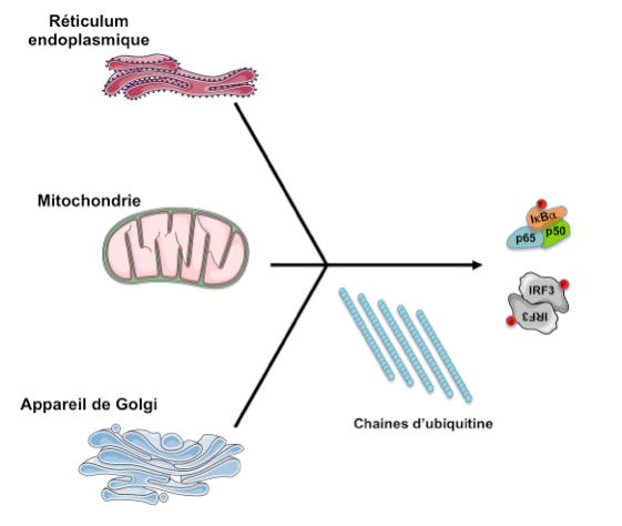appareil golgi